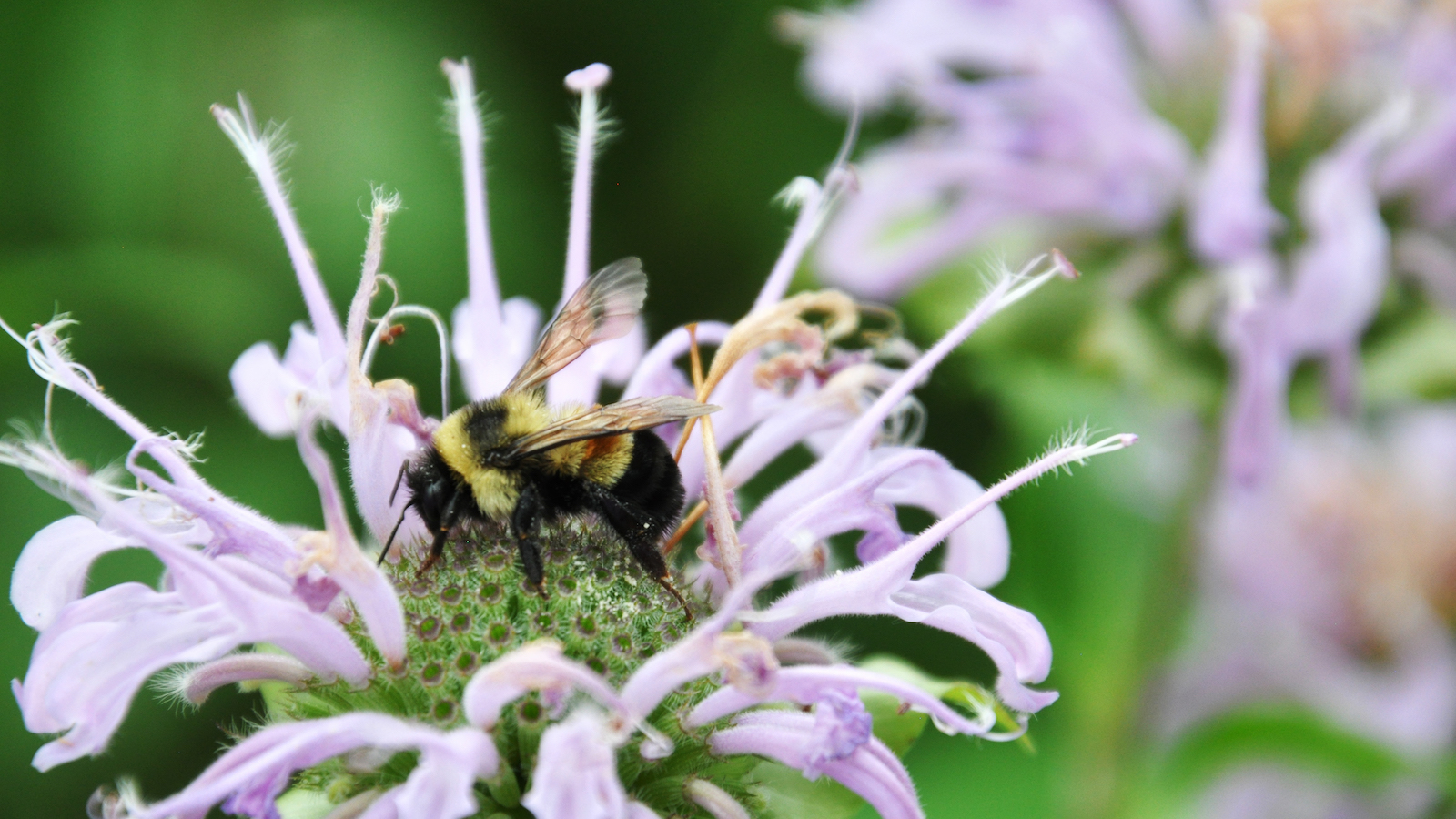Bee on flower with overlying text reading "Rusty Patched Bumblebee"